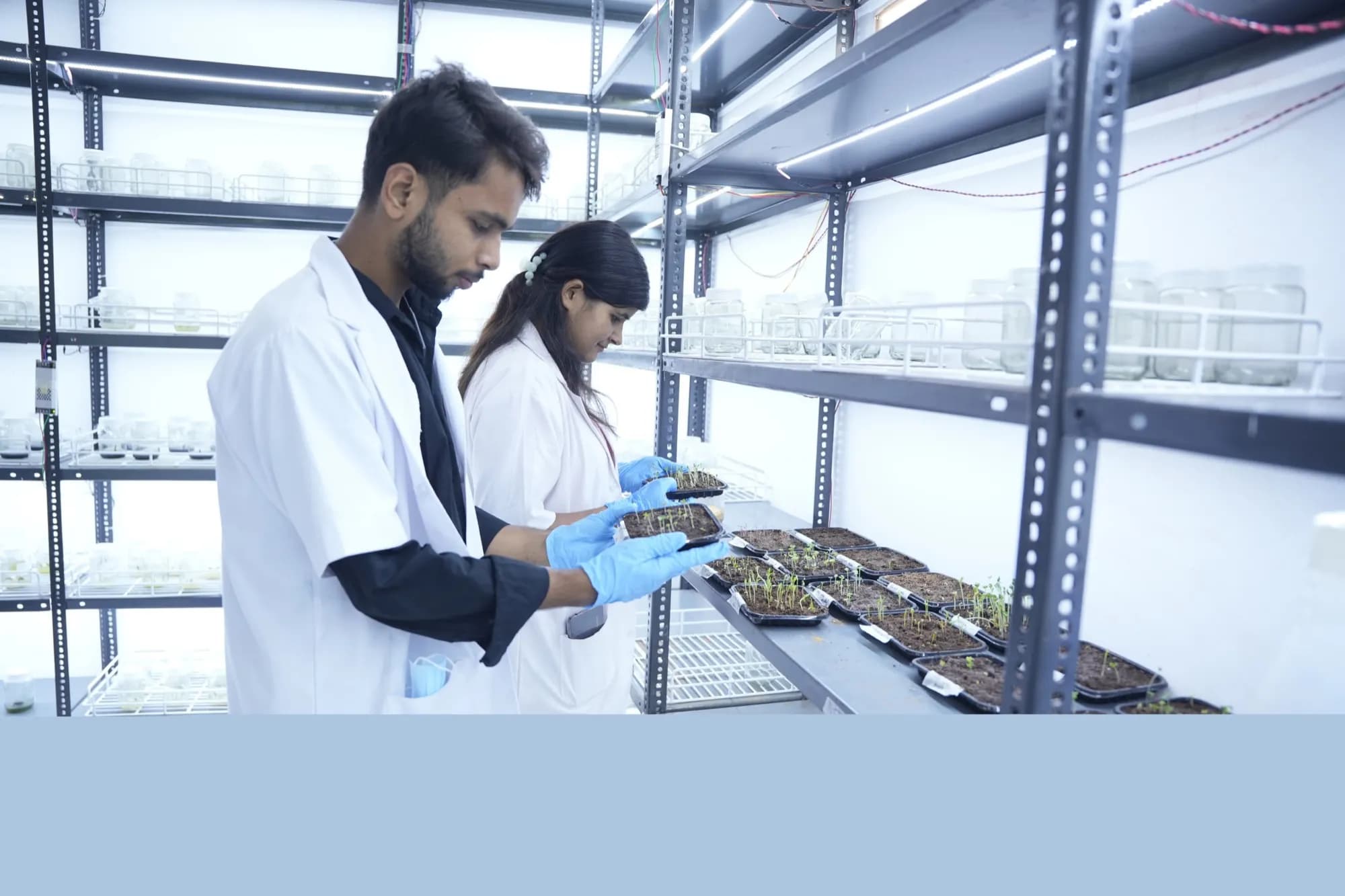 Two students inspecting seedling trays on a tissue culture rack